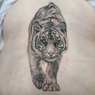 Tatouage de Tigre - Nice - sur dos - The Black Hat Tattoo